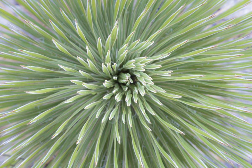 Texas, Guadalupe Mountains Soap tree yucca plant